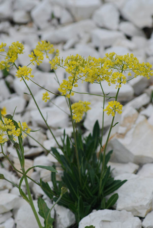 Biscutella laevigata s.l.